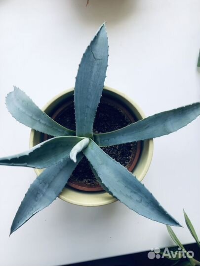 Агава голубая