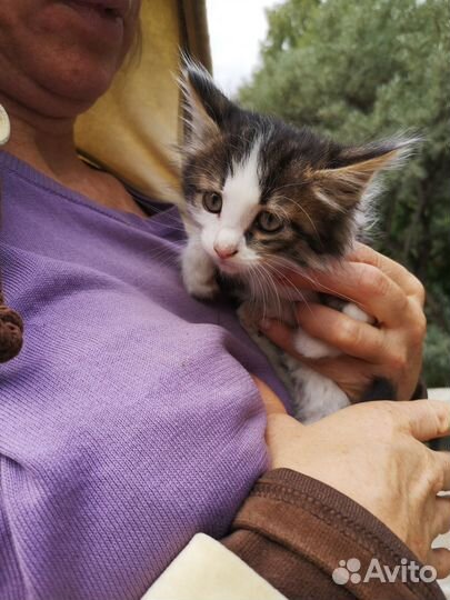 Кошки предложение