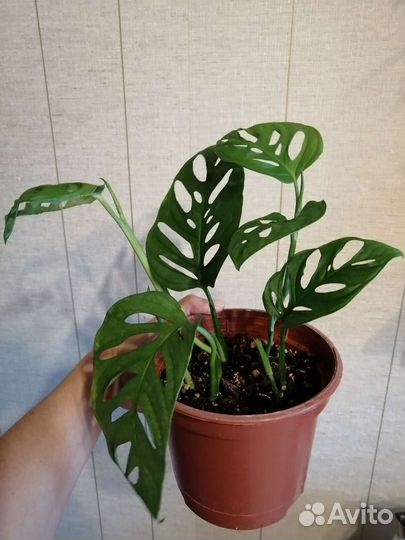 Монстера манки маск