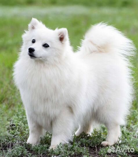 Японский шпиц