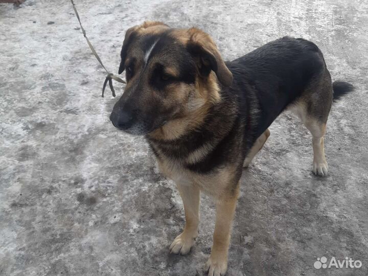 Собака дворняга