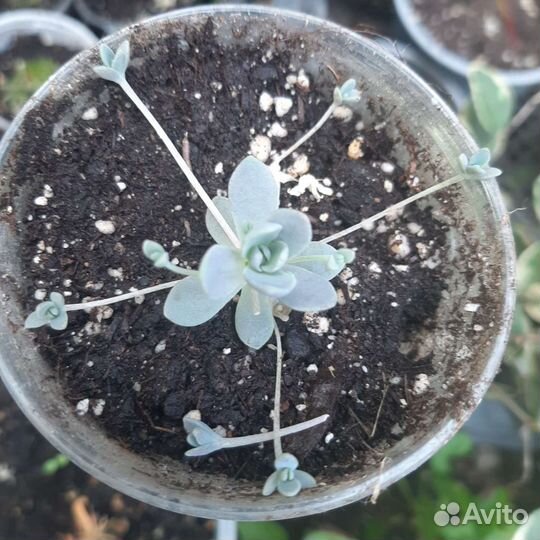 Суккуленты