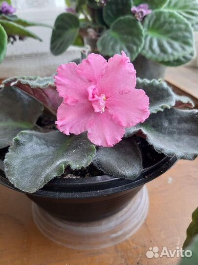 Фиалки разные