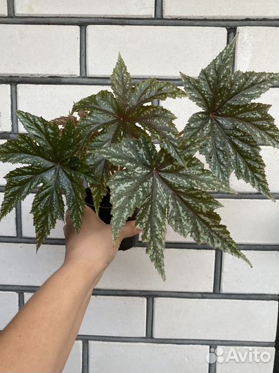 Растения разные