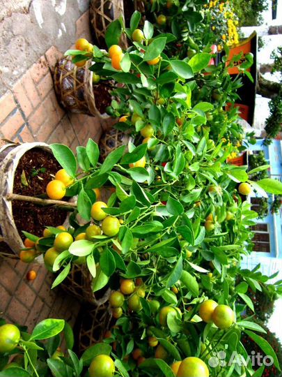 Лимонное дерево