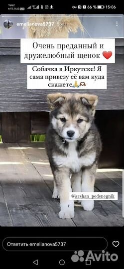 Щенок в добрые руки