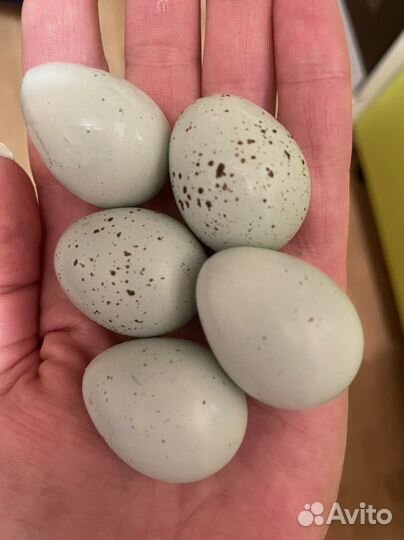 Яйца перепелиные домашние