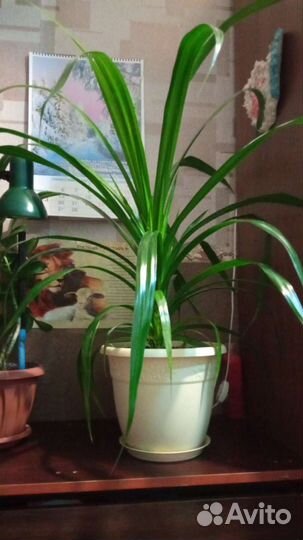 Пальма панданус