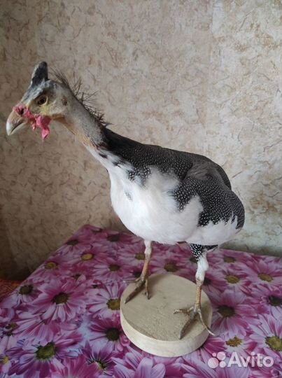 Чучело птицы