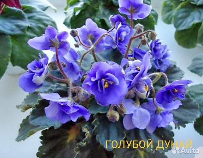 Цветы комнатные