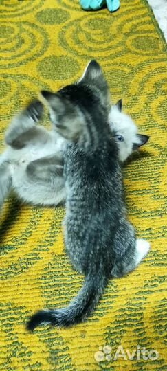 Котята в добрые руки