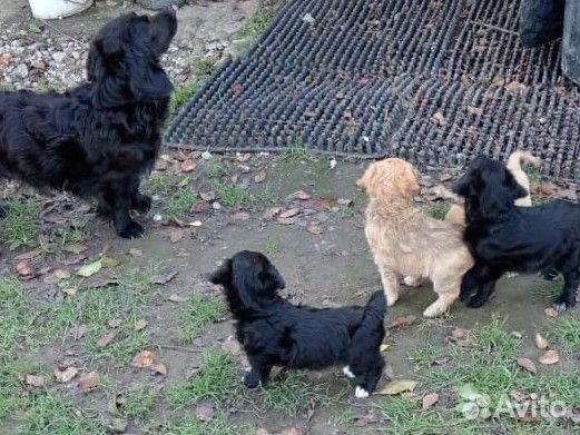 Собака в добрые руки отдам бесплатно