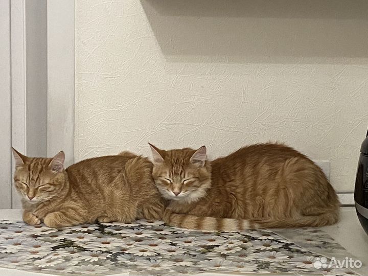 Котик кошка котенок рыжик пушистик в дар