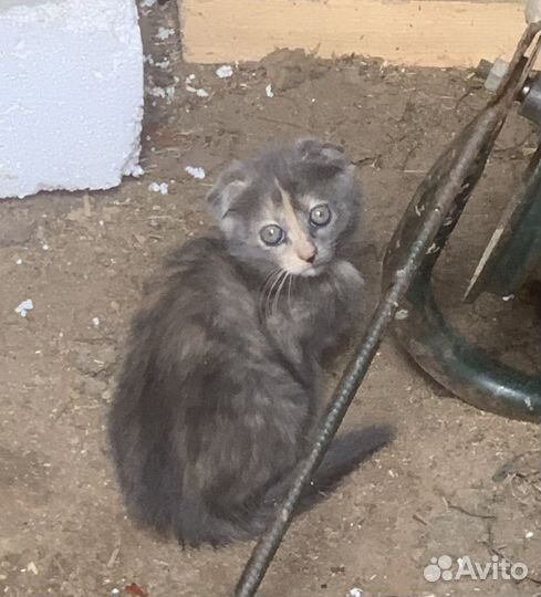 Шотландская вислоухая кошка