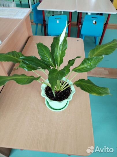 Спатифиллум