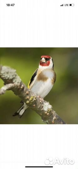 Щегол самец проверенный поющий