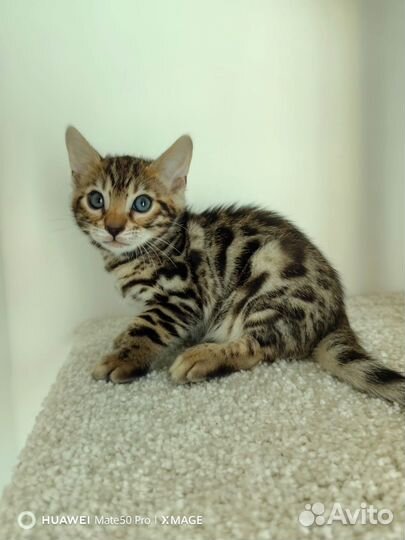 Бенгальские котята