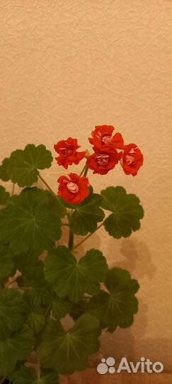 Пеларгония взрослая PinkRed