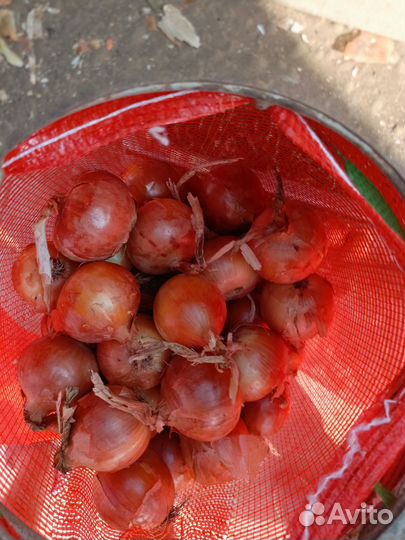 Лук оптом
