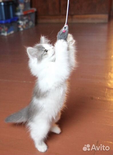 Пушистый котенок девочка Баунти