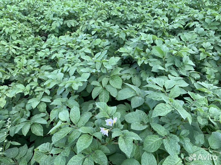 Услуги в области сельского хозяйства