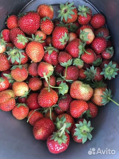 Саженцы ремонтантной клубники цена за куст