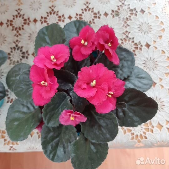 Цветущие фиалки. Сенполия Гетца