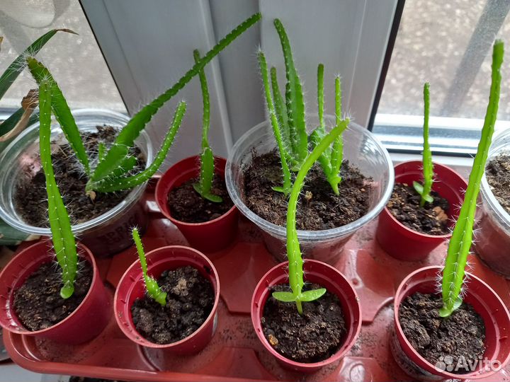 Питахайя красная