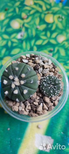 Астрофитум астериас