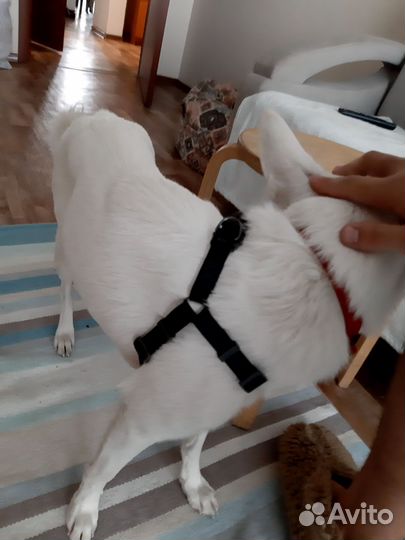 Шлейка для средней собаки