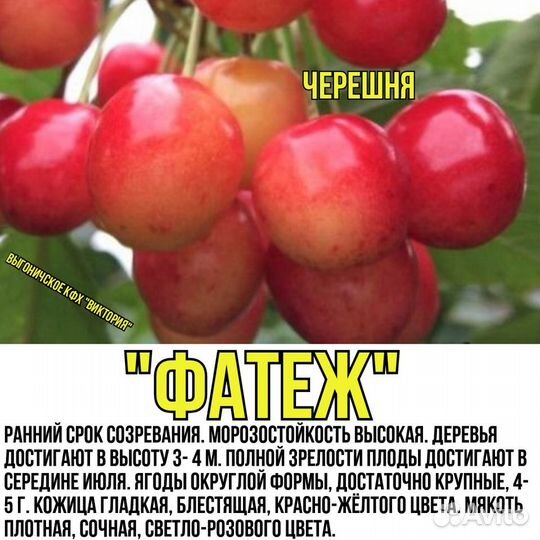 Саженцы, черешня, вишня, яблони, груши, слива, пер