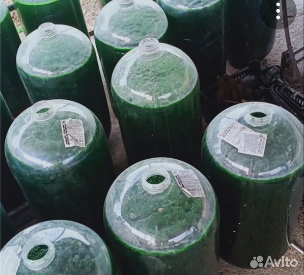 Хлорелла для водоемов