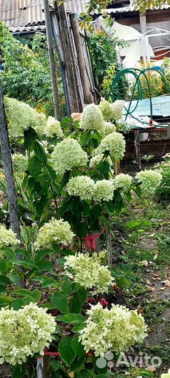 Гортензия Лайм, Ванилла, Литл Блоссом