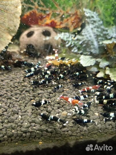 Аквариумные креветки