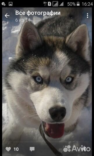 Хаски вязка