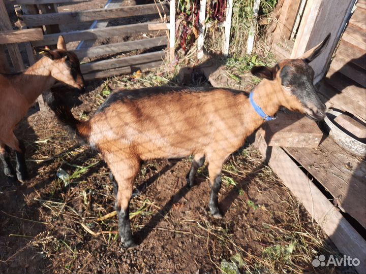 Козочка чешская