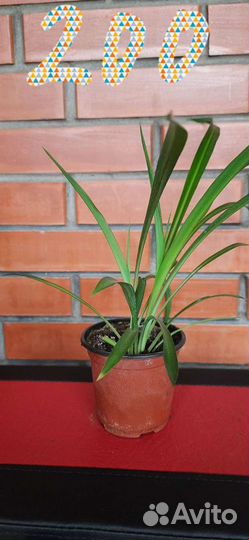 Комнатные цветы