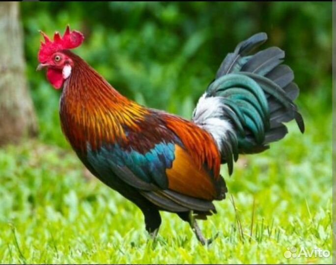 Петух