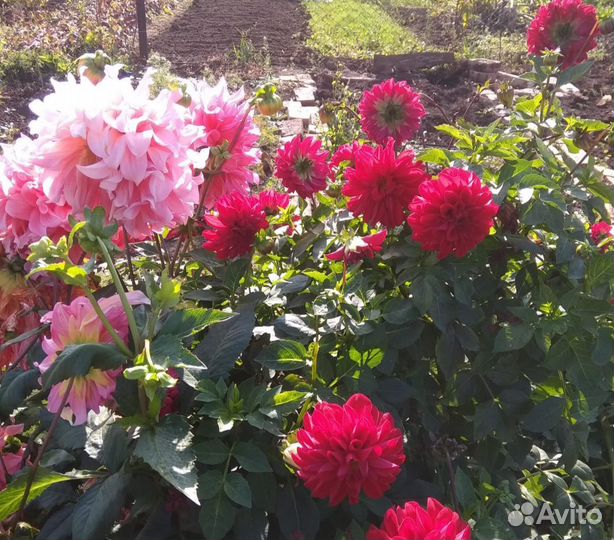 Клубни гоергин