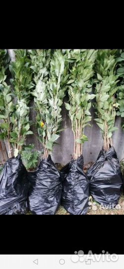 Саженцы плодовых:яблоня, груша, слива, малина