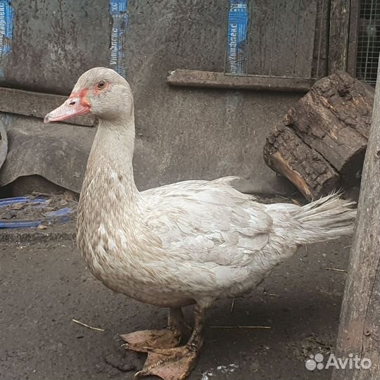 Ия мускусных уток и домашний мулард,бегунок