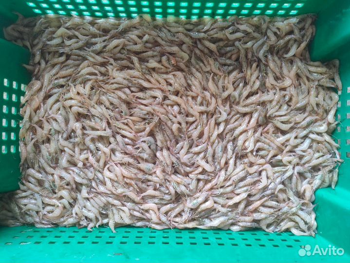 Креветка свежемороженная 3-5 см сухой заморозки