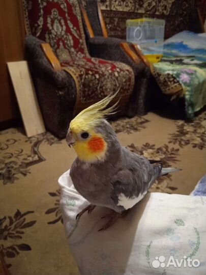 Попугай корелла с клеткой