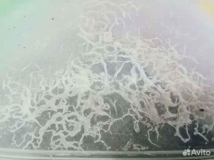 Нематода. Гриндаль. Аулофорус Трубочник