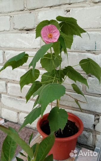 Абутилон Комнатный клён