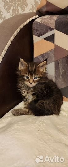 Котята мейн-кун