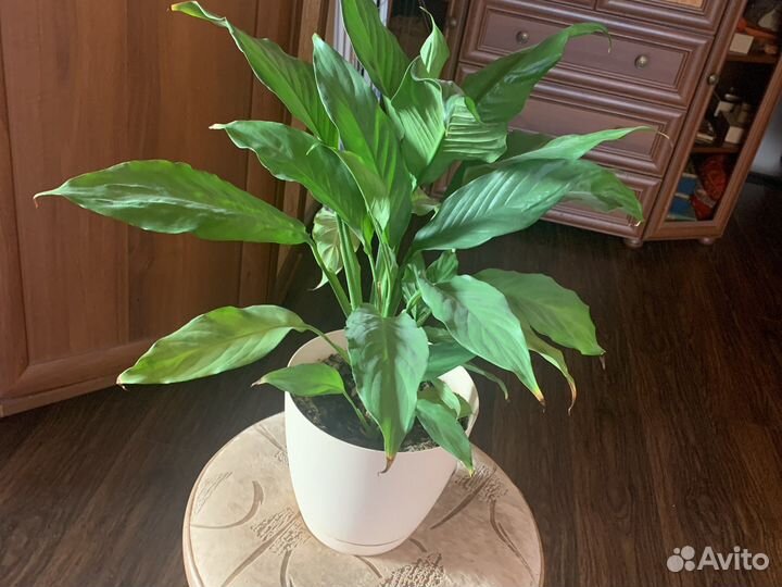 Спацифиллум