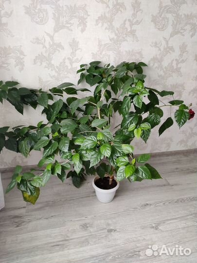 Гибискус китайская роза