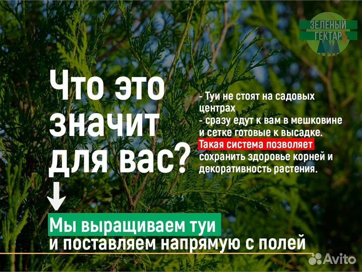 Туя 160 см