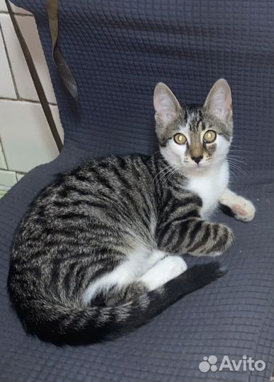 Кошка в дар